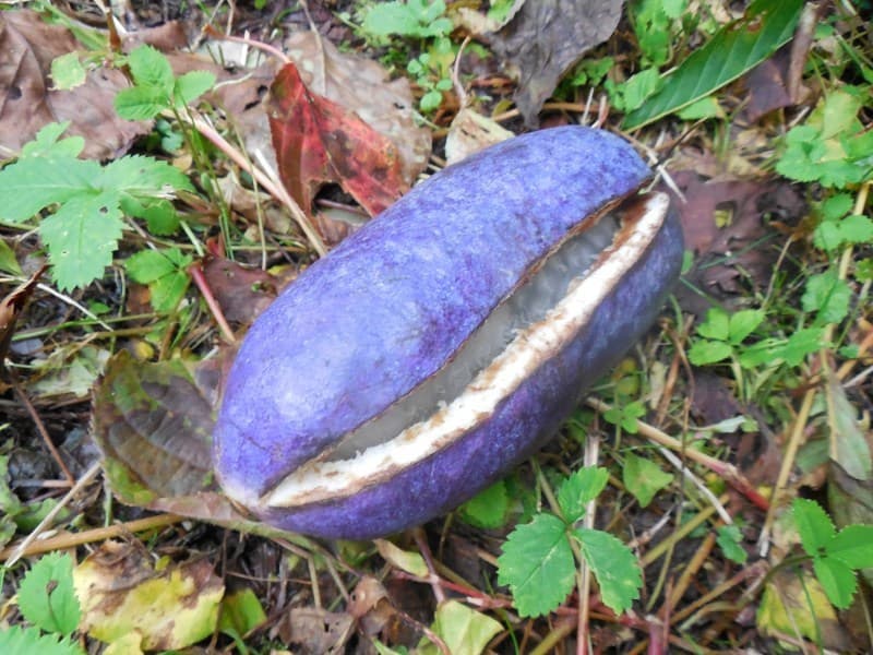 202509_akebi.jpg