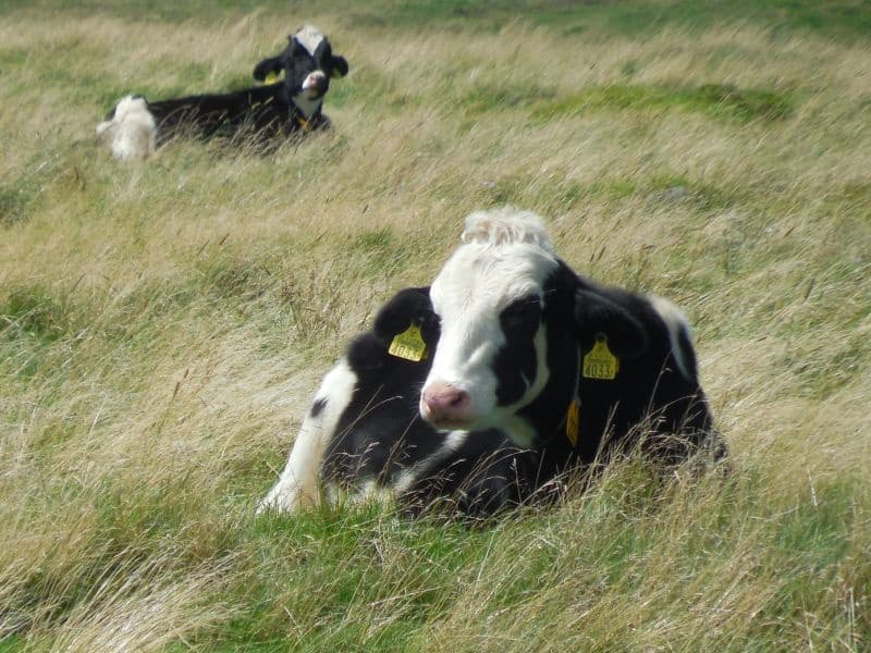 202607_cow.jpg